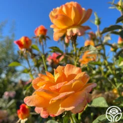 Dawn Chorus -Lovely Rose Shop dawn chorus 13