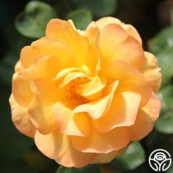 Dawn Chorus -Lovely Rose Shop dawn chorus 3 1