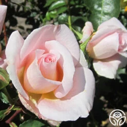 Desirée™ -Lovely Rose Shop desiree 2 2