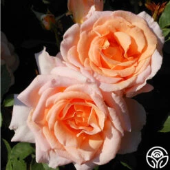 Desirée™ -Lovely Rose Shop desiree 3 8