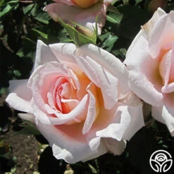 Desirée™ -Lovely Rose Shop desiree 4 8