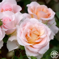 Desirée™ -Lovely Rose Shop desiree 6 1 1