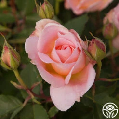 Desirée™ -Lovely Rose Shop desiree 7