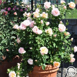 Desirée™ -Lovely Rose Shop desiree 8