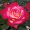 Dick Clark -Lovely Rose Shop dick clark 1 7