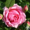 Discovery™ -Lovely Rose Shop discovery 1 8