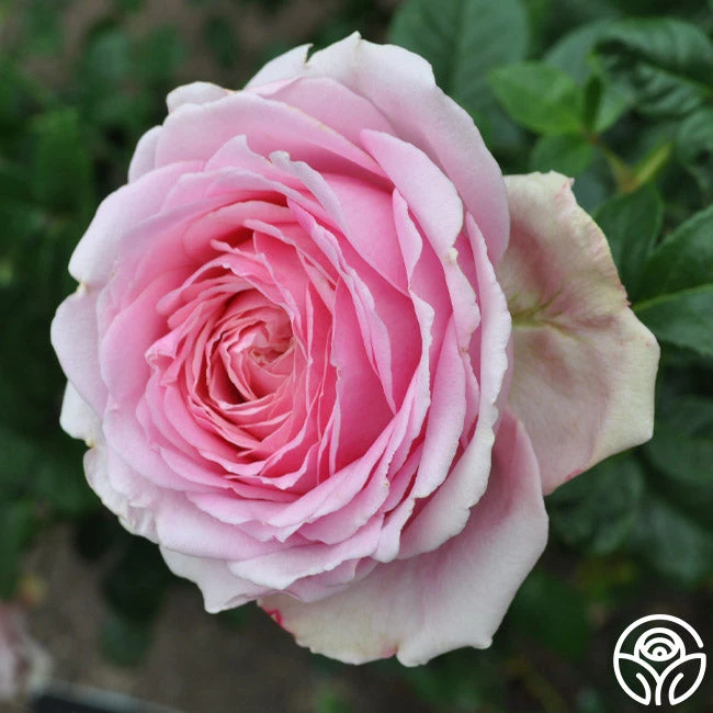 Discovery™ 4 Discovery™ - Image 2