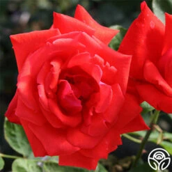 Dolly Parton -Lovely Rose Shop dolly parton 1 1 1