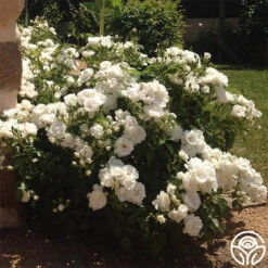 Dominique Loiseau ®