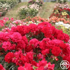 Drop Dead Red™ -Lovely Rose Shop drop dead red 11