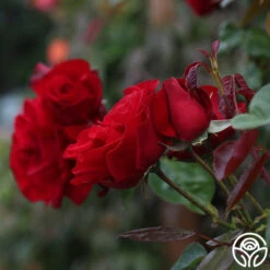 Dublin Bay® -Lovely Rose Shop dublin bay 112