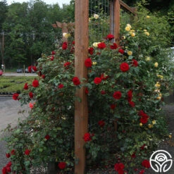 Dublin Bay® -Lovely Rose Shop dublin bay 191