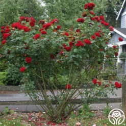 Dublin Bay® -Lovely Rose Shop dublin bay 4 1