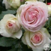 Eden Climber® 1 Eden Climber® -Lovely Rose Shop eden 1 1