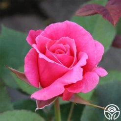 Electron® 24 Electron® -Lovely Rose Shop electron 2 9