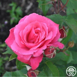 Electron® 19 Electron® -Lovely Rose Shop electron 3 2