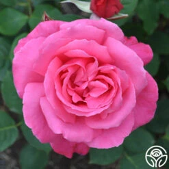 Electron® 21 Electron® -Lovely Rose Shop electron 6