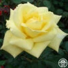 Eternal Flame™ -Lovely Rose Shop eternal flame 1 8