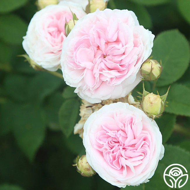 Félicité Parmentier 3 Félicité Parmentier