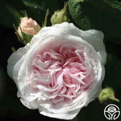 Félicité Parmentier 10 Félicité Parmentier -Lovely Rose Shop felicite parmentier 2