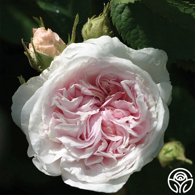 Félicité Parmentier 5 Félicité Parmentier - Image 3