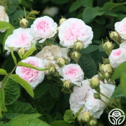 Félicité Parmentier 11 Félicité Parmentier -Lovely Rose Shop felicite parmentier 3