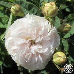 Félicité Parmentier 12 Félicité Parmentier -Lovely Rose Shop felicite parmentier 4