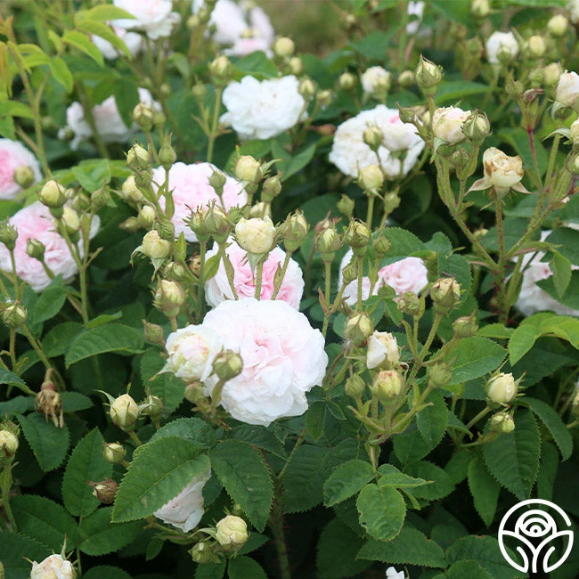 Félicité Parmentier 8 Félicité Parmentier - Image 6