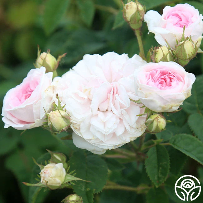 Félicité Parmentier 4 Félicité Parmentier - Image 2