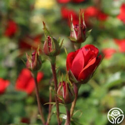 Fire King -Lovely Rose Shop fire king 1 1 1