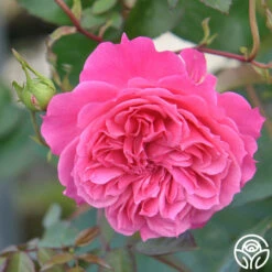 Flamenco Rosita 6 Flamenco Rosita -Lovely Rose Shop flamenco rosita 1 8