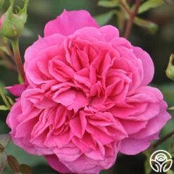Flamenco Rosita 7 Flamenco Rosita -Lovely Rose Shop flamenco rosita 2 1