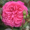 Flamenco Rosita -Lovely Rose Shop flamenco rosita 3 7