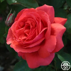 Fragrant Cloud -Lovely Rose Shop fragrant cloud 1 7