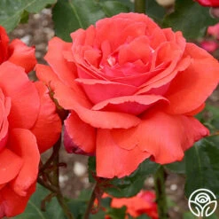 Fragrant Cloud -Lovely Rose Shop fragrant cloud 2 8