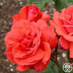 Fragrant Cloud -Lovely Rose Shop fragrant cloud 3 8