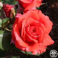 Fragrant Cloud -Lovely Rose Shop fragrant cloud 4