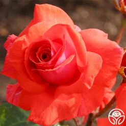 Fragrant Cloud -Lovely Rose Shop fragrant cloud 6