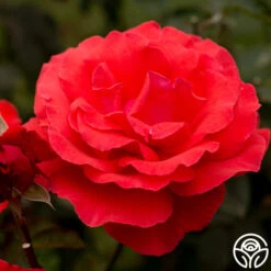 Fragrant Cloud -Lovely Rose Shop fragrant cloud 7