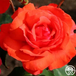 Fragrant Cloud -Lovely Rose Shop fragrant cloud 8