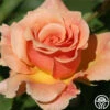 Fragrant Dream -Lovely Rose Shop fragrant dream 1 7