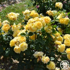 France Info ® -Lovely Rose Shop france info 1 5