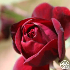 Francis Dubreuil -Lovely Rose Shop francis dubreuil 2