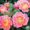 Fruity Petals™ 2 Fruity Petals™ -Lovely Rose Shop fruity petals 1 2