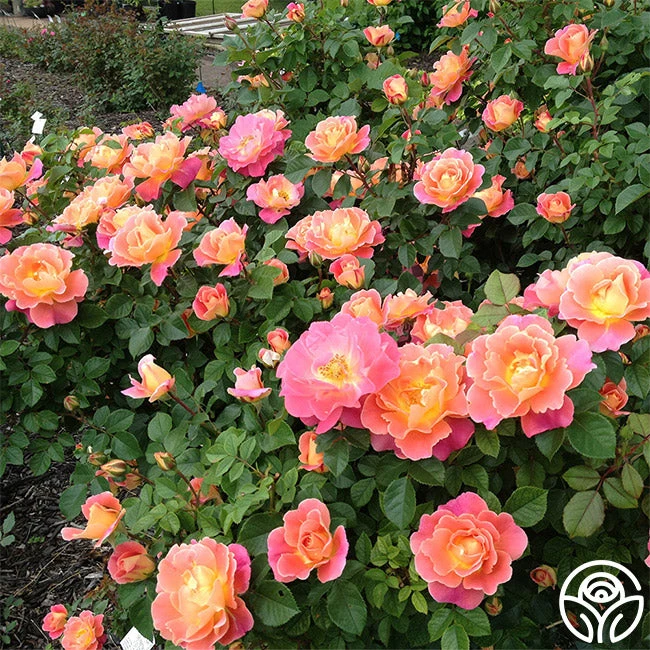 Fruity Petals™ 4 Fruity Petals™ - Image 2