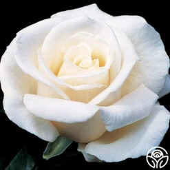 Full Sail 24 Full Sail -Lovely Rose Shop full sail 1 8