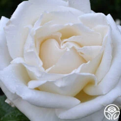 Full Sail 16 Full Sail -Lovely Rose Shop full sail 2 8