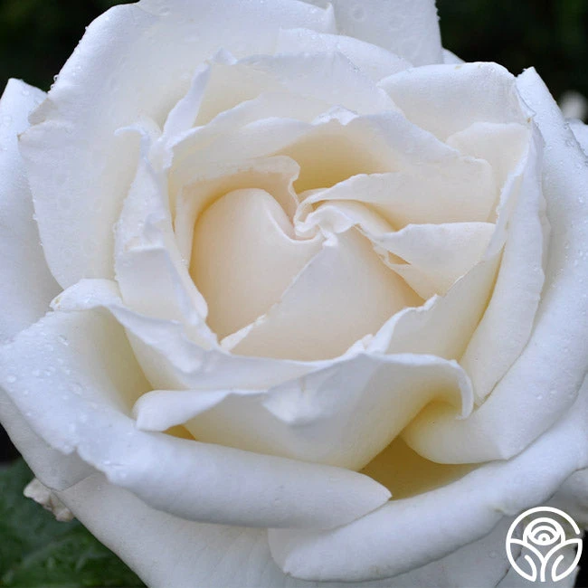 Full Sail 5 Full Sail - Image 3