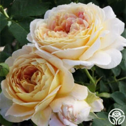 Fun In The Sun™ -Lovely Rose Shop fun in the sun