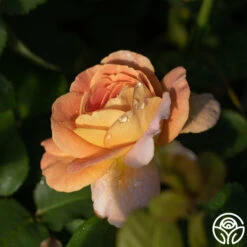 Fun In The Sun™ -Lovely Rose Shop funinthesun 2